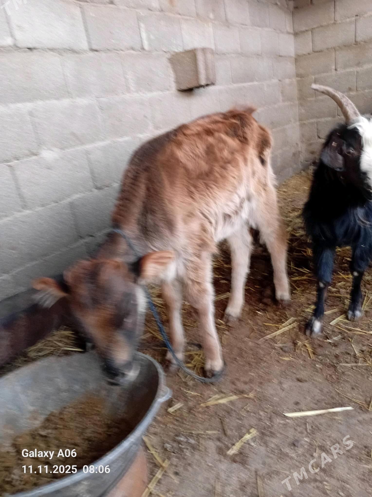 Göleli sygyr - Gyzylarbat - img 2