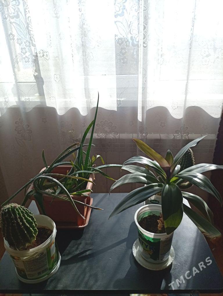 цветы - Aşgabat - img 5