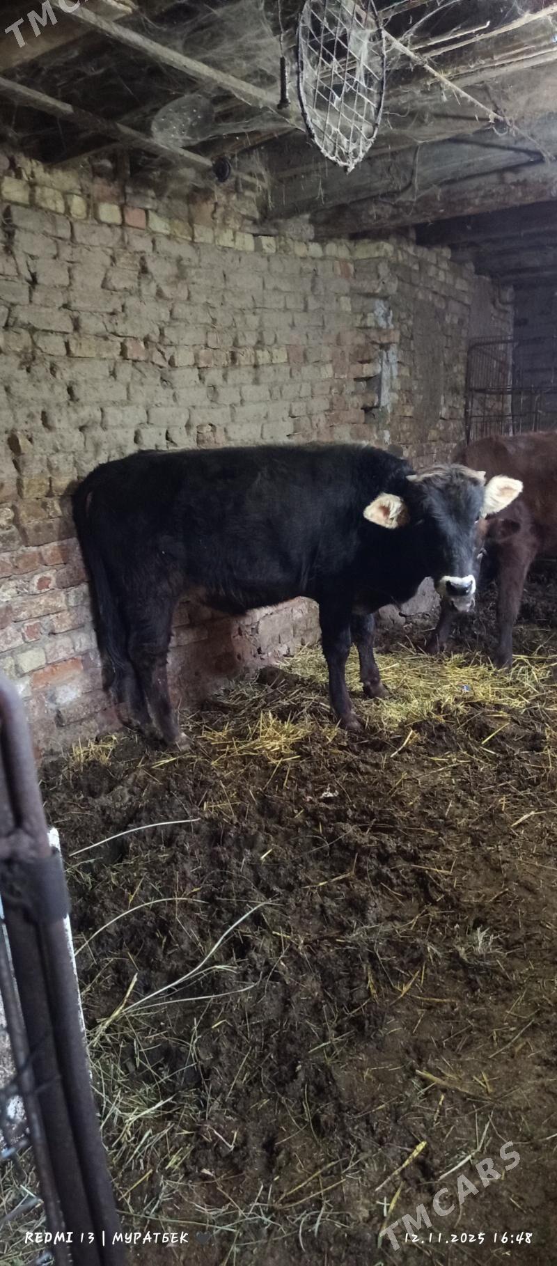 2 sany öküz - Туркменабат - img 4