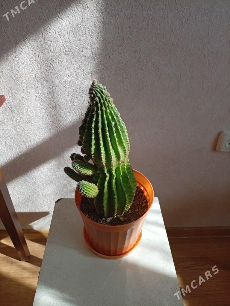 цветы - Aşgabat - img 3