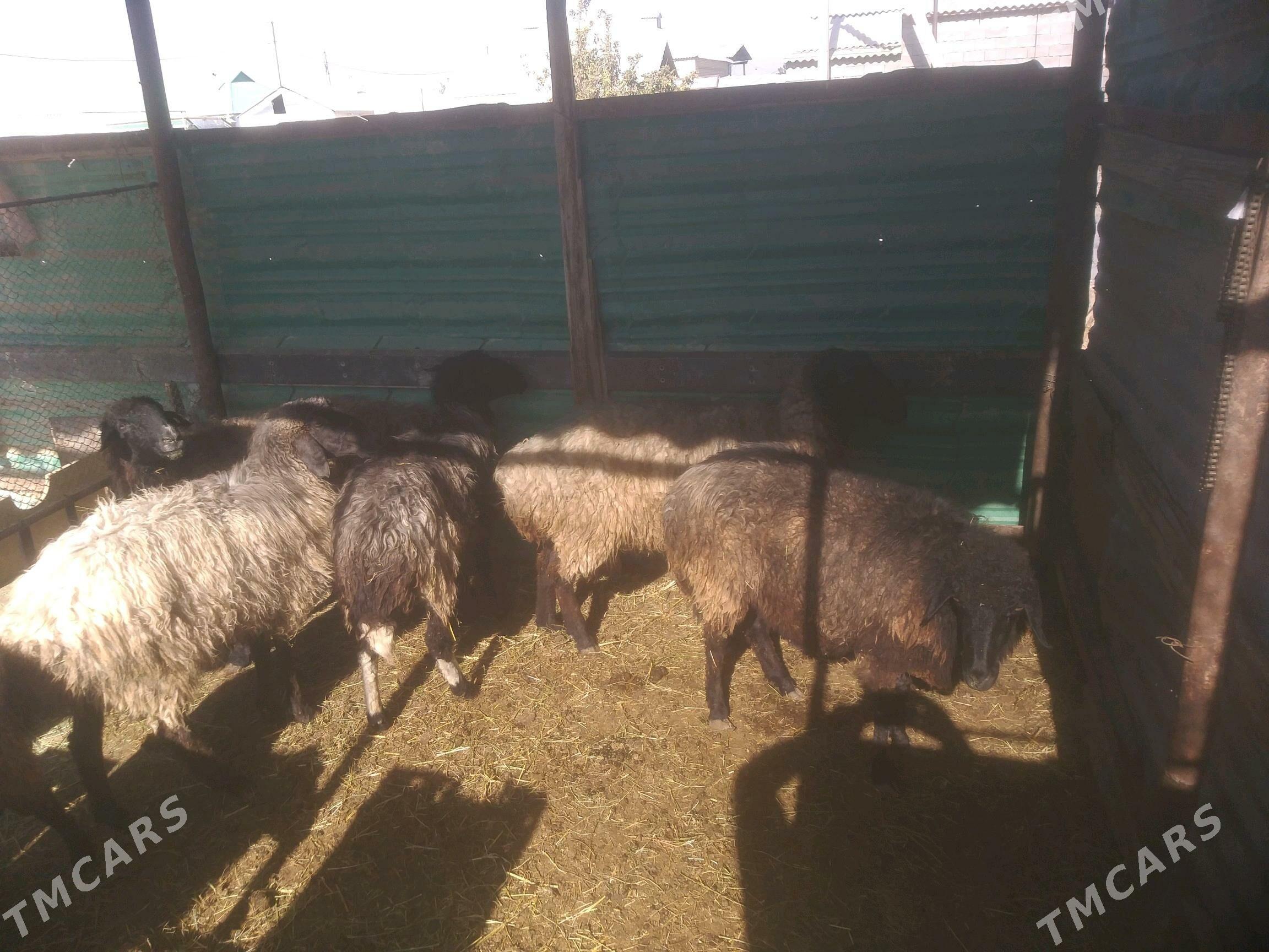 Goyun - Gökdepe - img 2