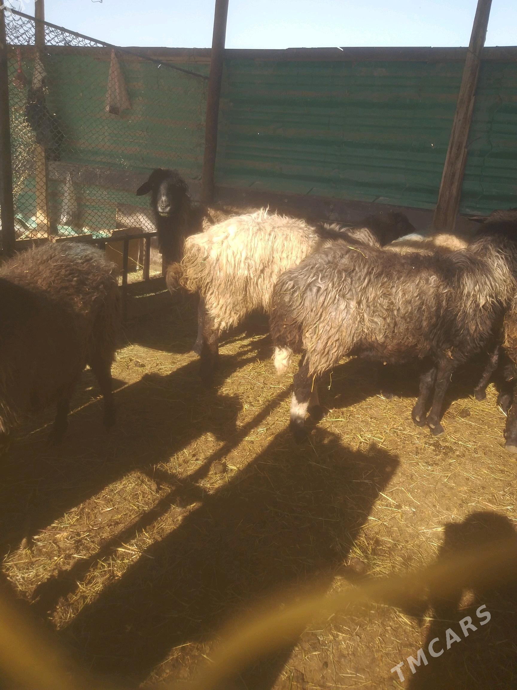 Goyun - Gökdepe - img 3