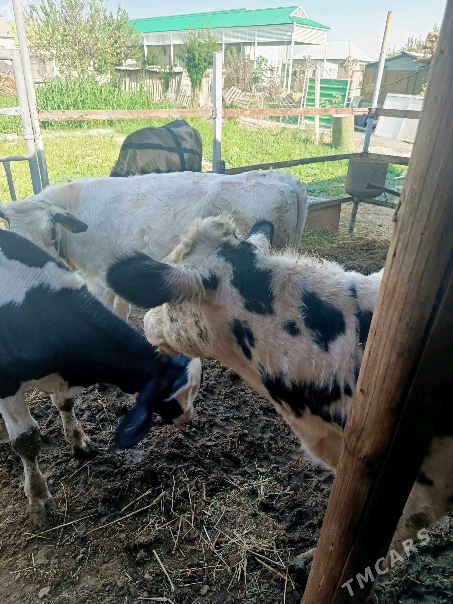 Öküz ler - Herrikgala - img 2