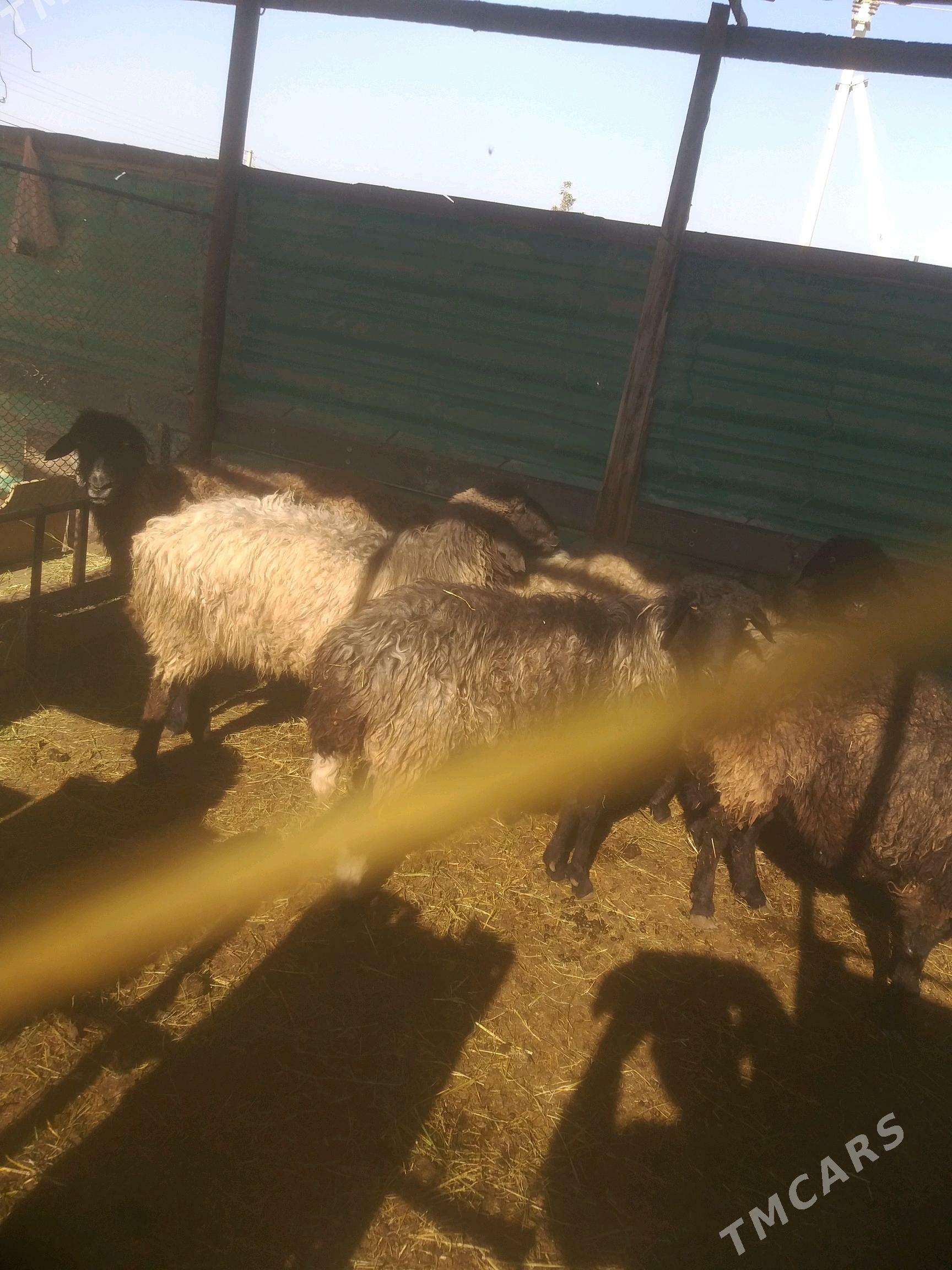 Goyun - Gökdepe - img 4