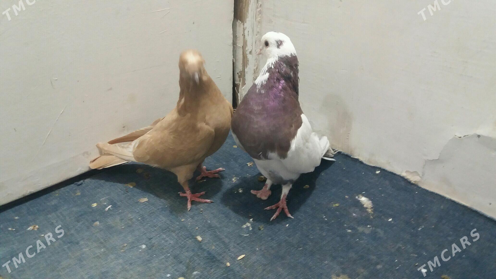 Kepderi - Мары - img 3