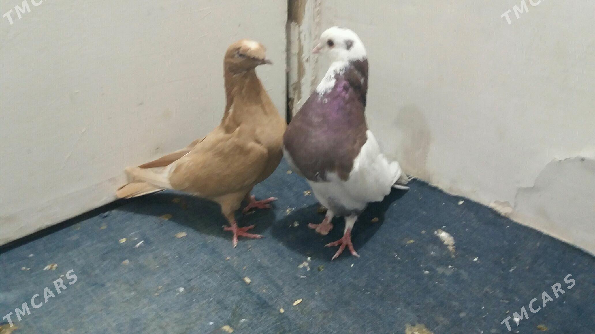 Kepderi - Мары - img 2