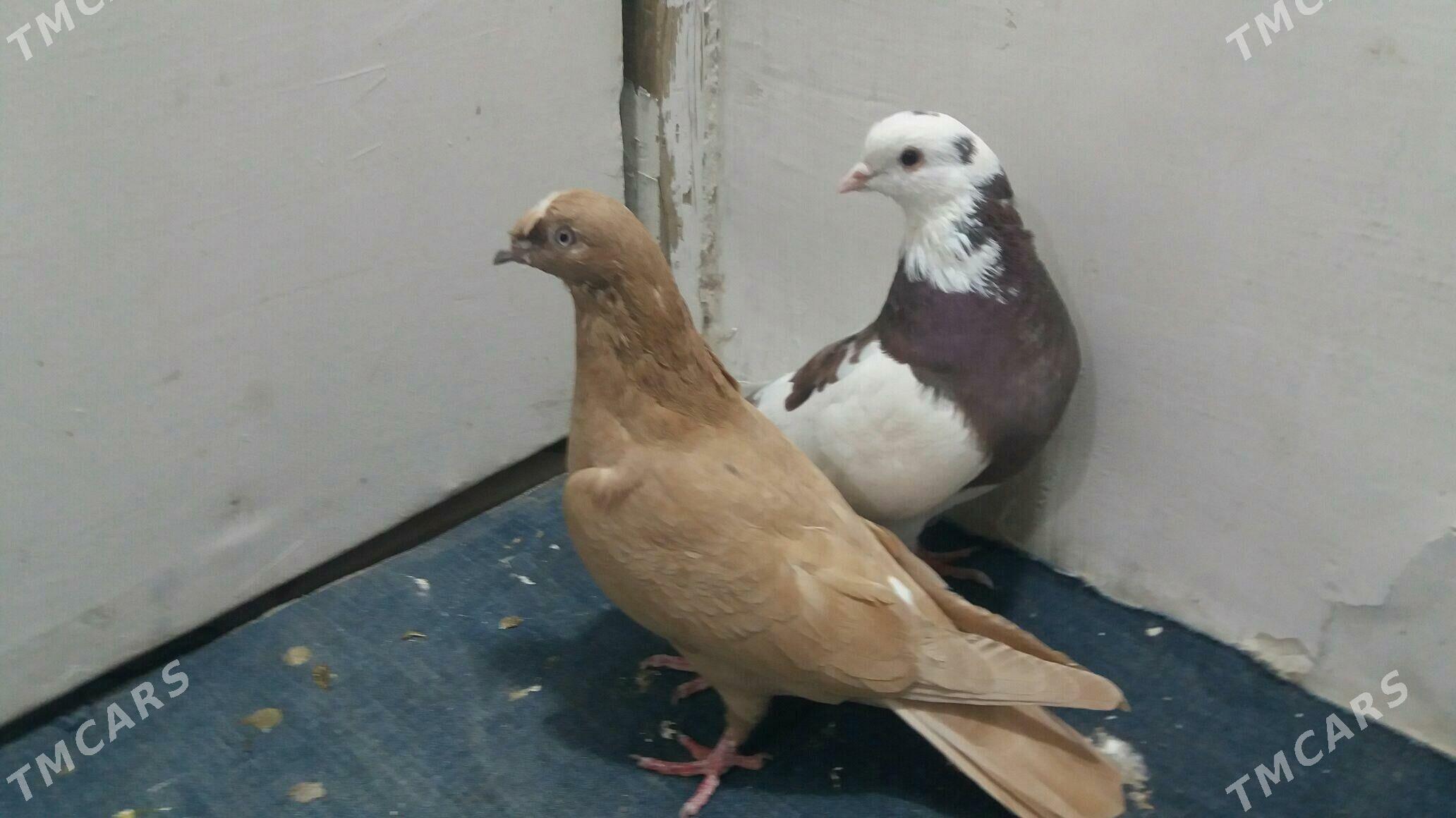 Kepderi - Мары - img 1