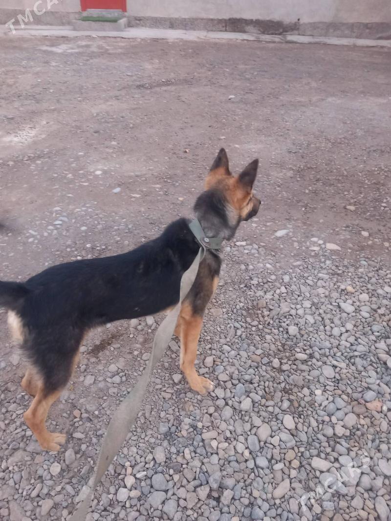 it - Теджен - img 5