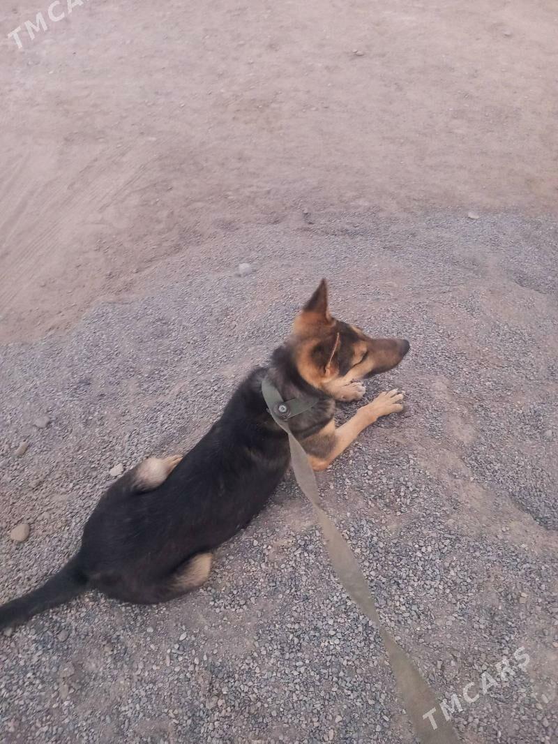 it - Теджен - img 1