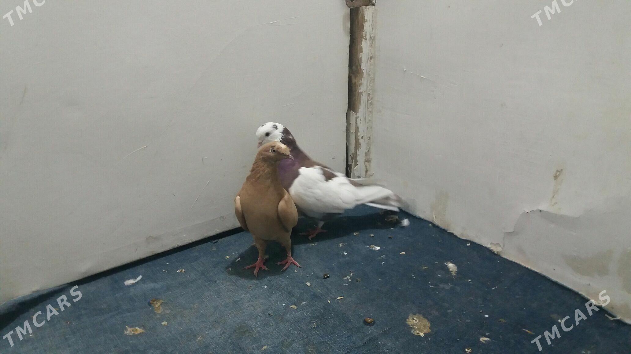 Kepderi - Мары - img 6