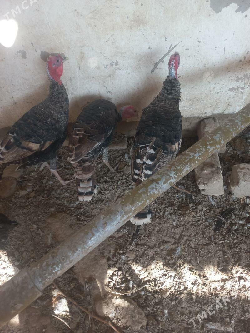 erkek induk - Мары - img 4