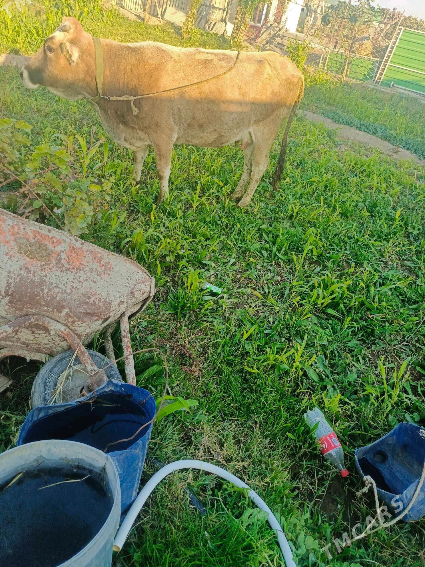 Agyr  Sygyr - Херрикгала - img 3