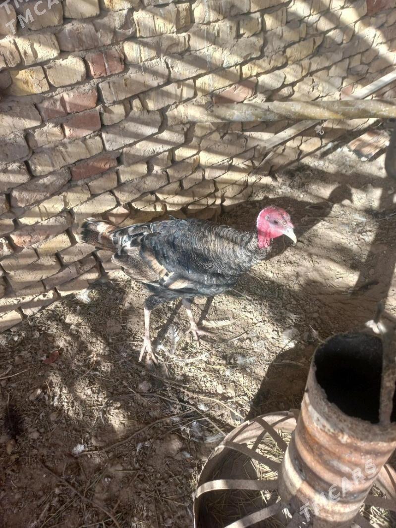 erkek induk - Мары - img 2