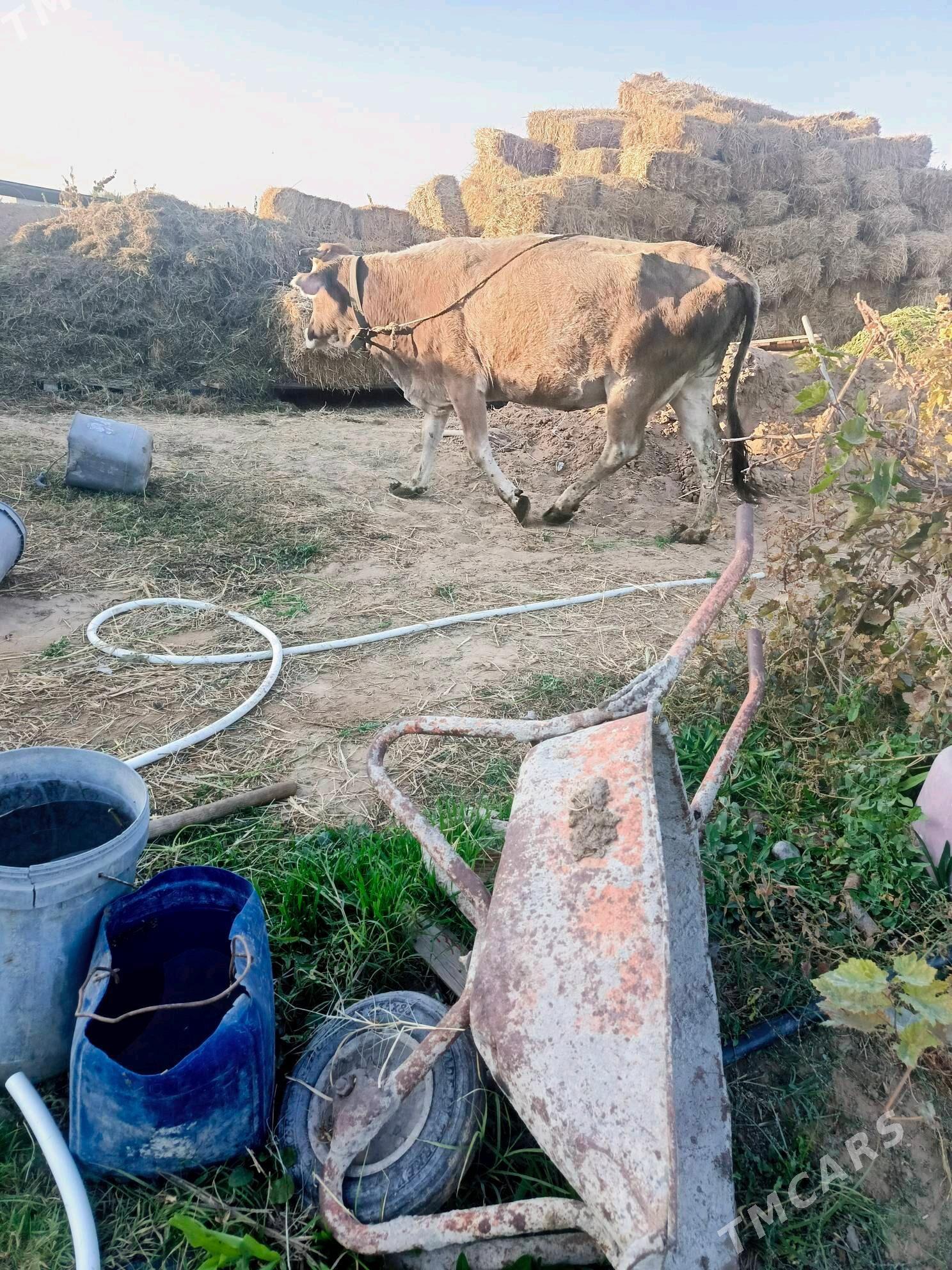 Agyr  Sygyr - Херрикгала - img 2