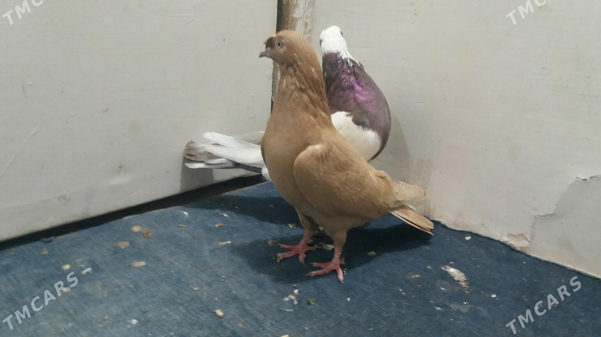 Kepderi - Мары - img 4