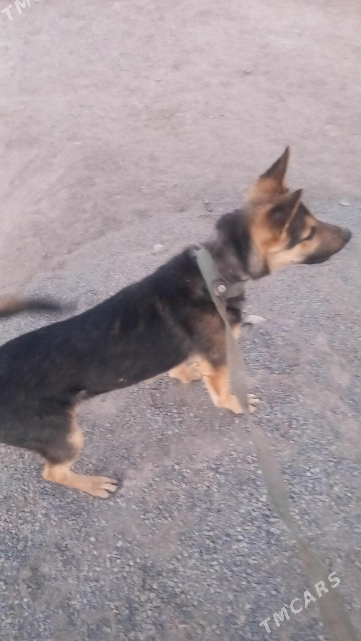 it - Теджен - img 2