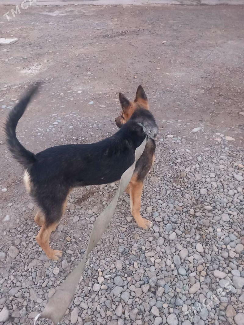 it - Теджен - img 4