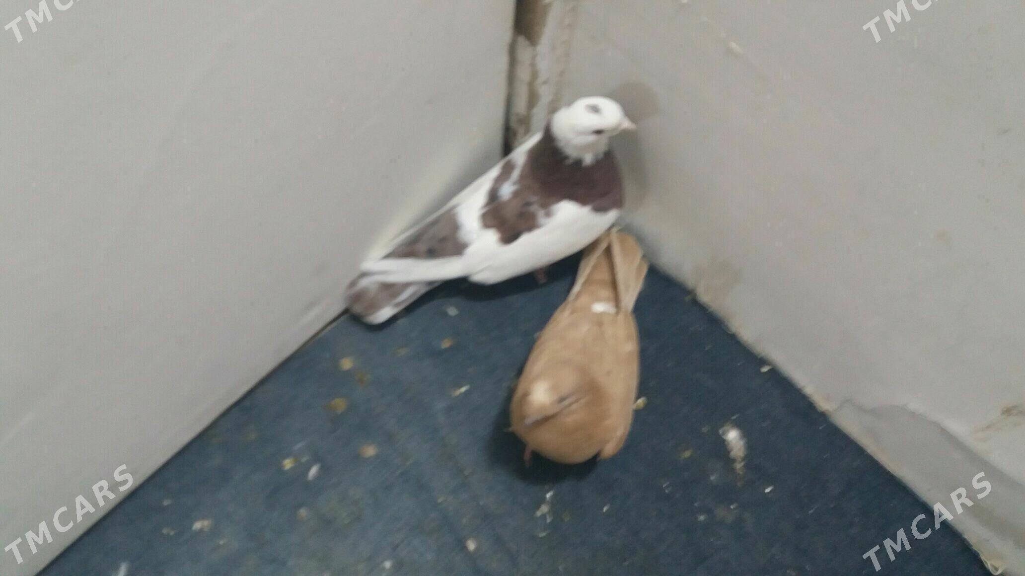 Kepderi - Мары - img 5