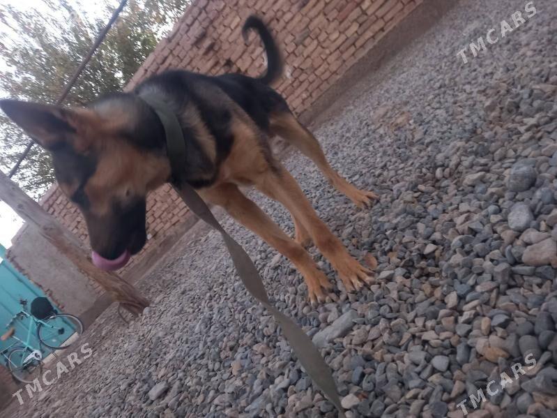 it - Теджен - img 7