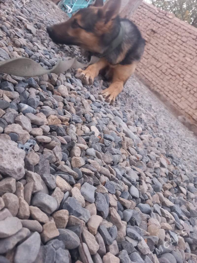 it - Теджен - img 3