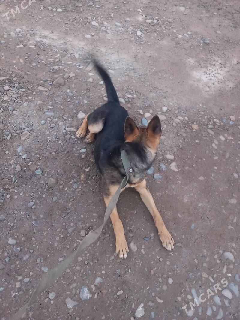 it - Теджен - img 6