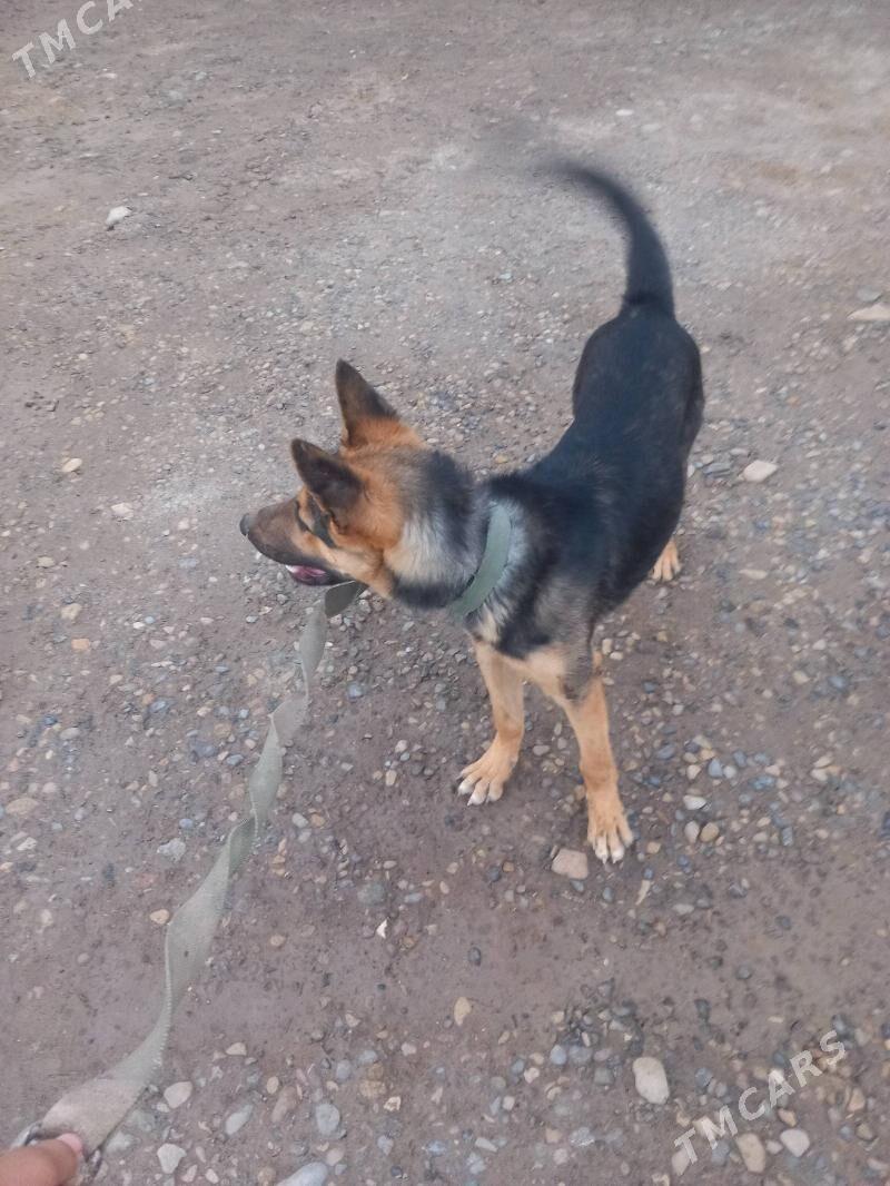 it - Теджен - img 8