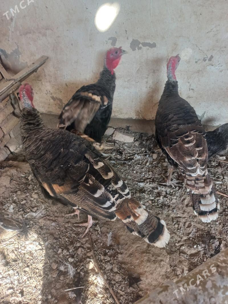 erkek induk - Мары - img 3