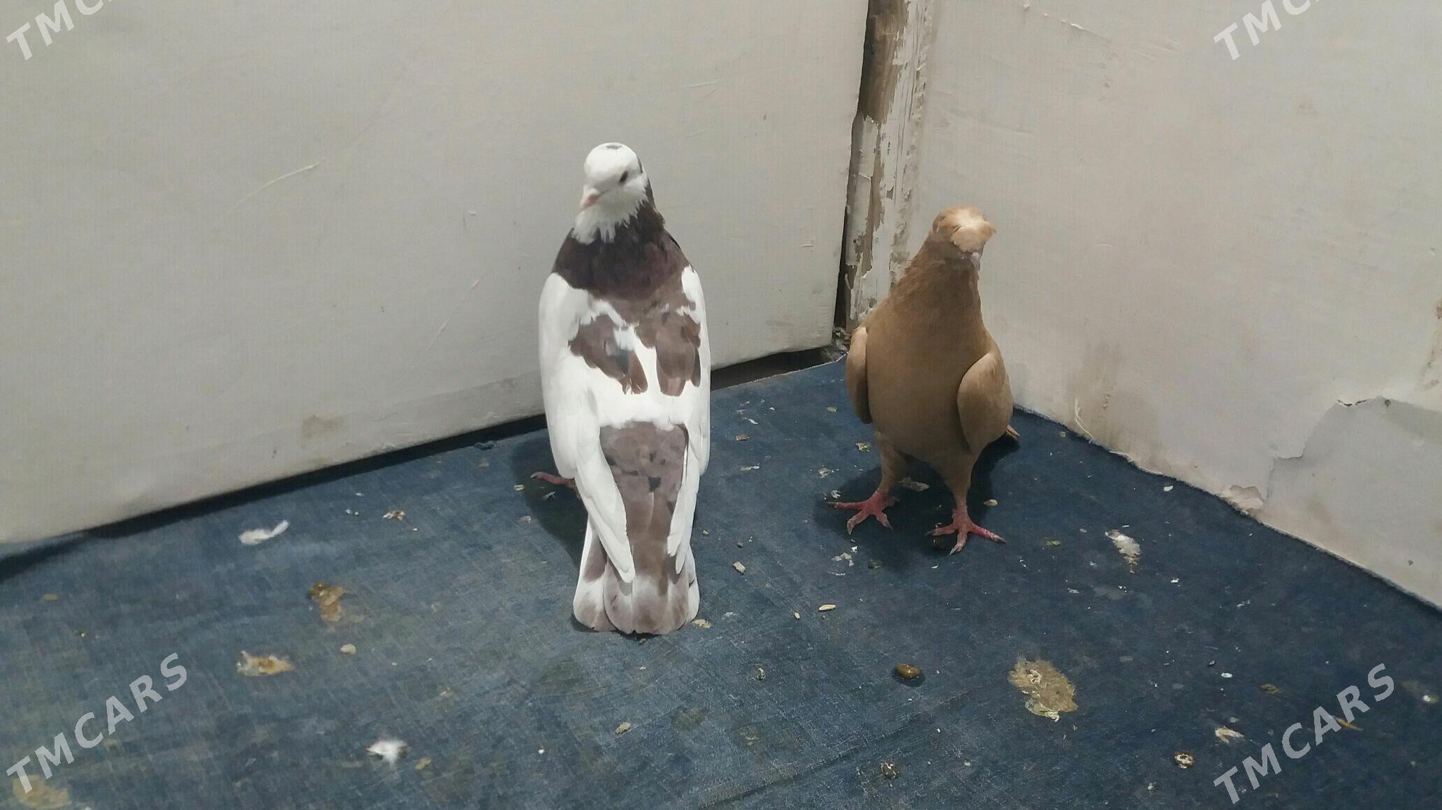 Kepderi - Мары - img 8