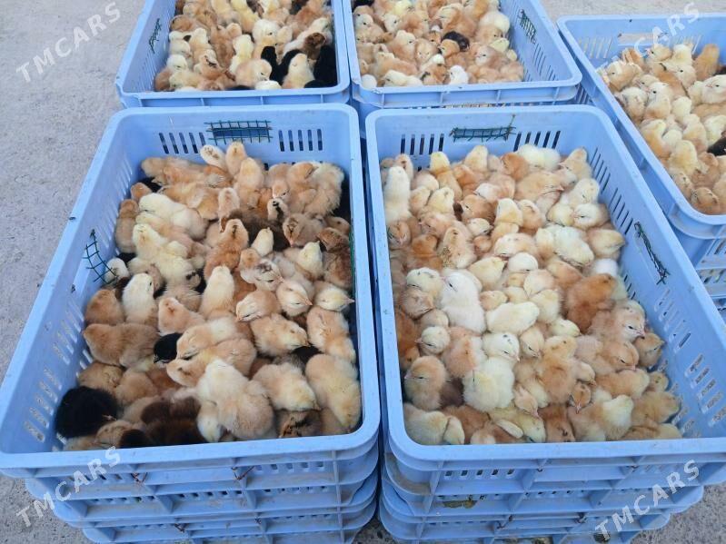 juje 4 m - Ашхабад - img 3