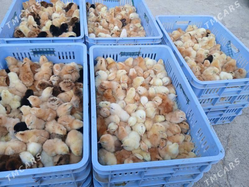 juje 4 m - Ашхабад - img 2