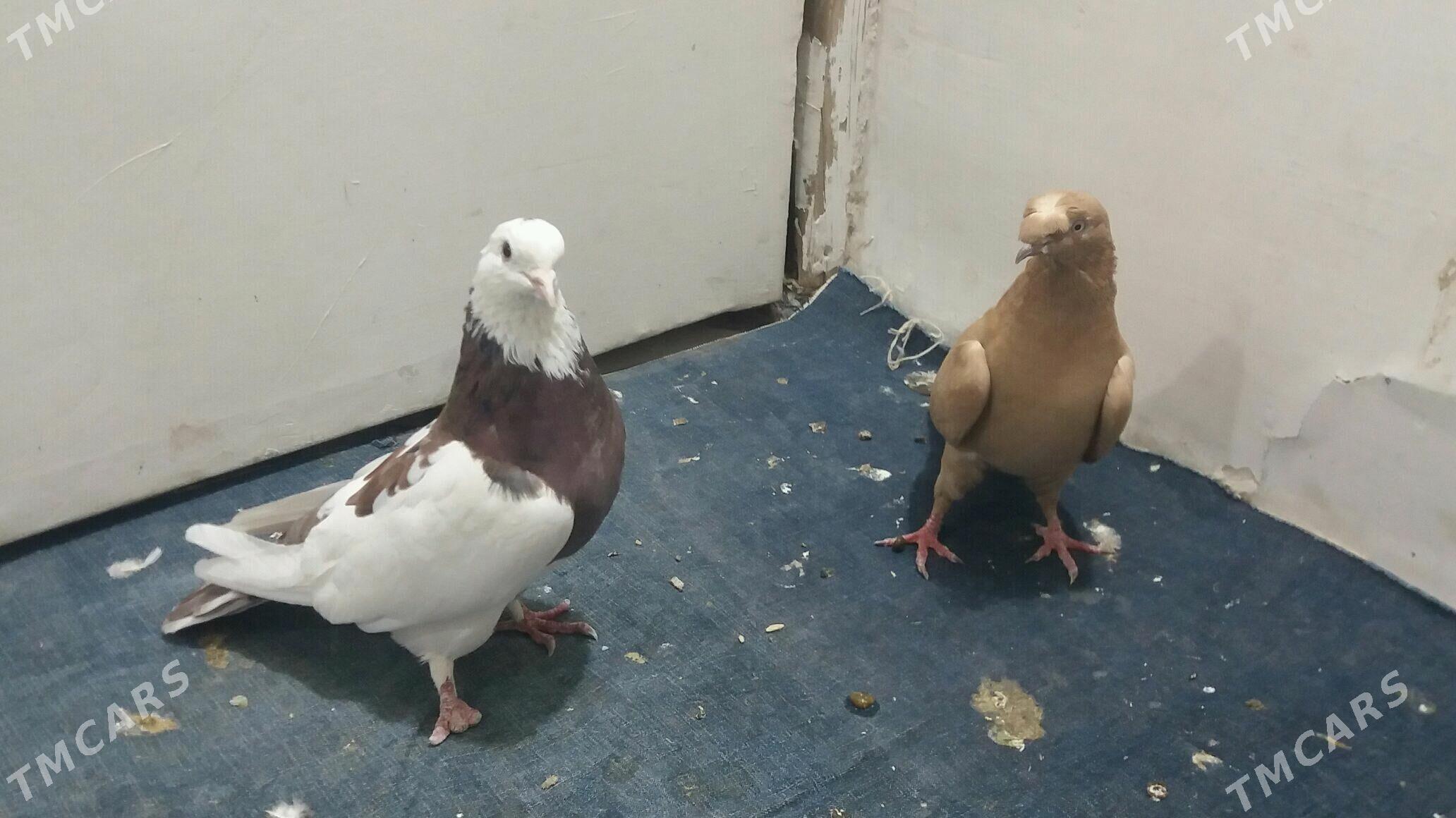 Kepderi - Мары - img 9