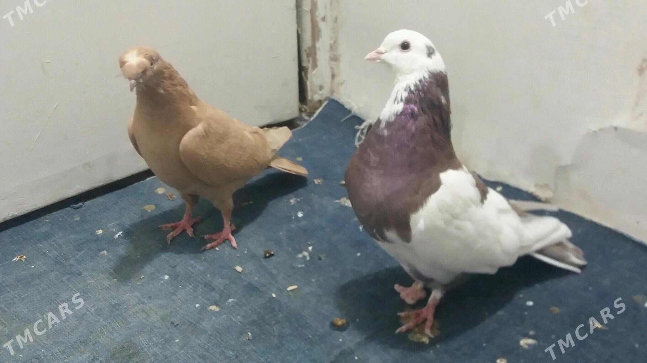 Kepderi - Мары - img 7