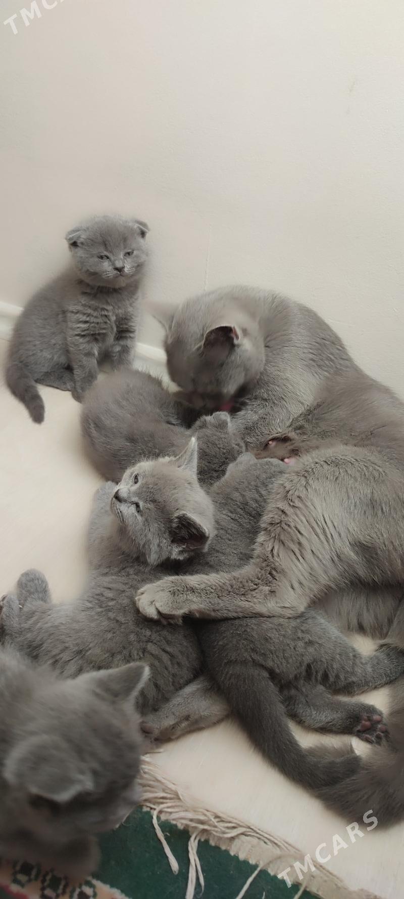 британские котята - Parahat 7 - img 3