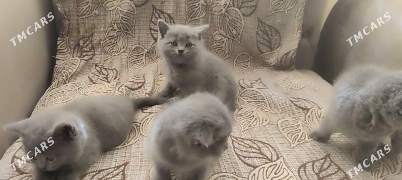 британские котята - Parahat 7 - img 4