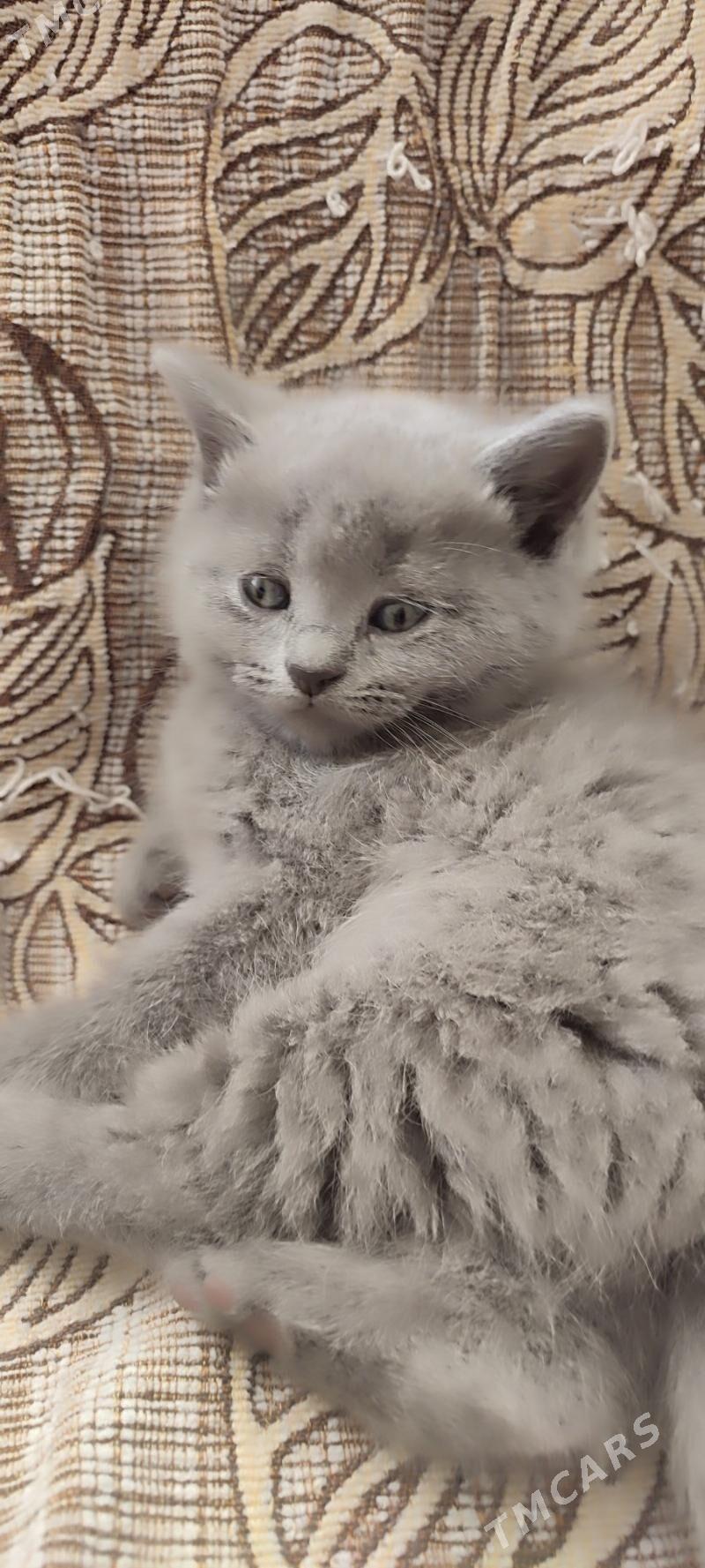 британские котята - Parahat 7 - img 2