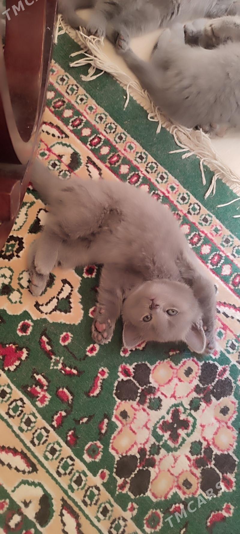 британские котята - Parahat 7 - img 5