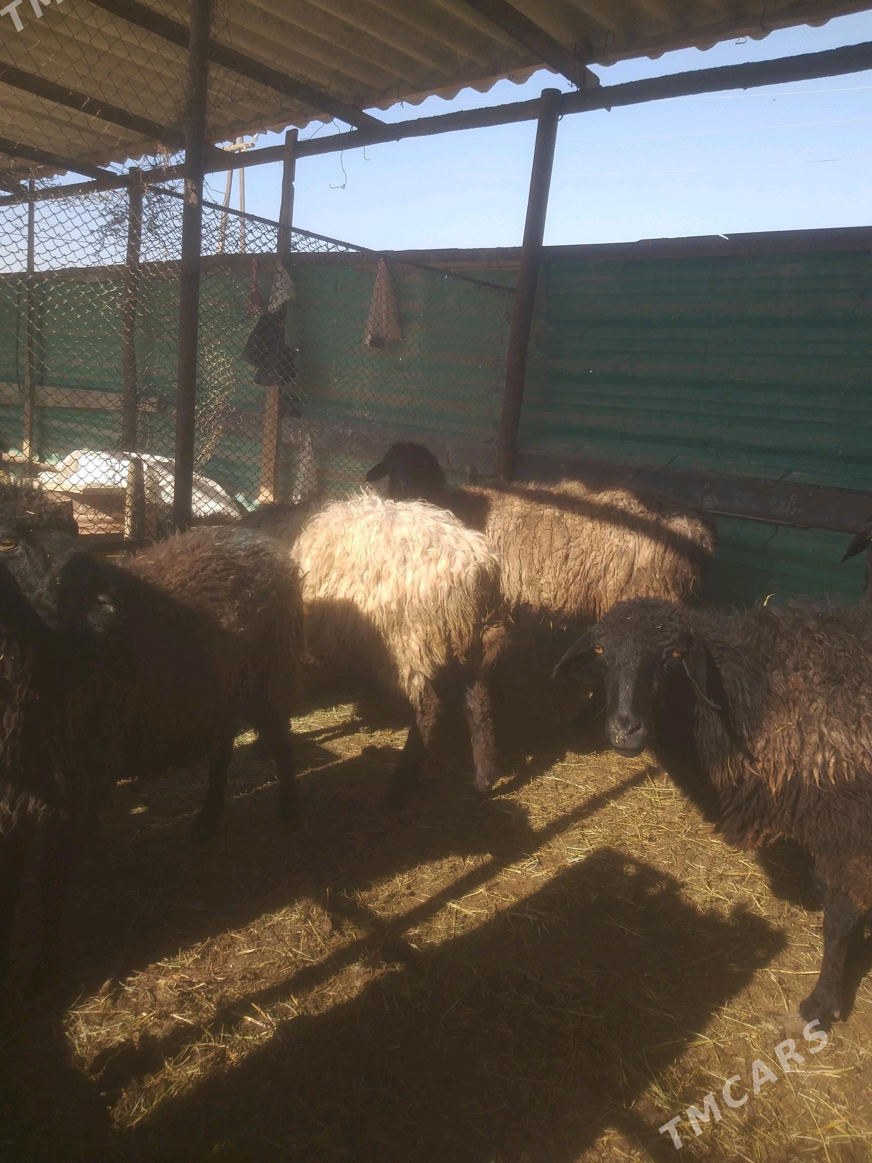 Goyun - Gökdepe - img 1