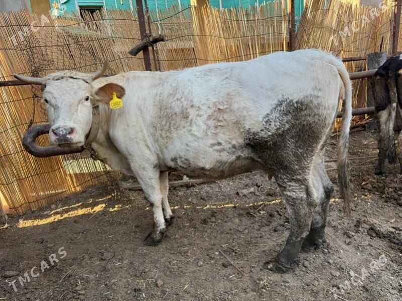 sygyrlar - Büzmeýin - img 5