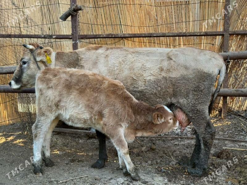 sygyrlar - Büzmeýin - img 4