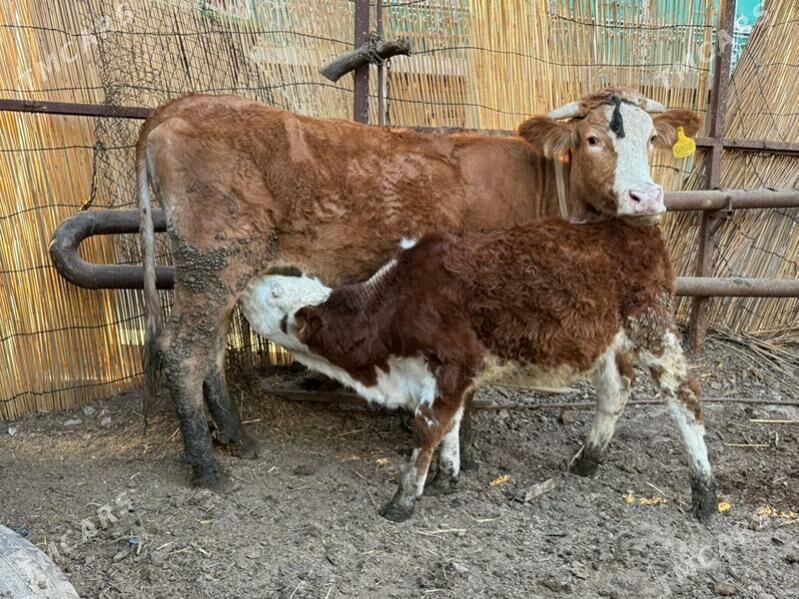 sygyrlar - Büzmeýin - img 2