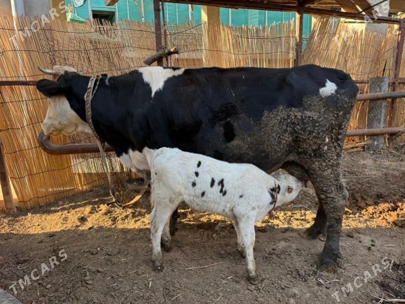 sygyrlar - Büzmeýin - img 6