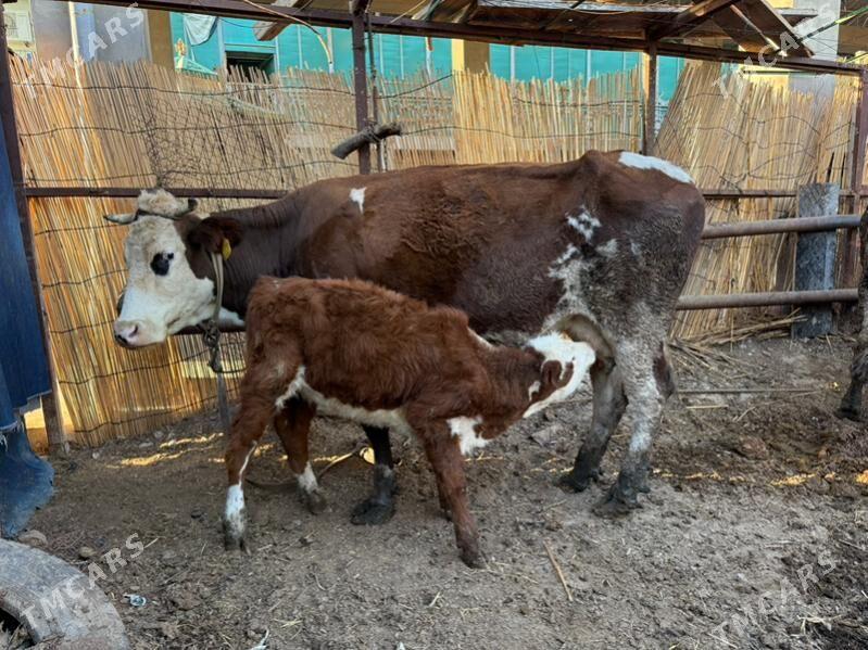 sygyrlar - Büzmeýin - img 3