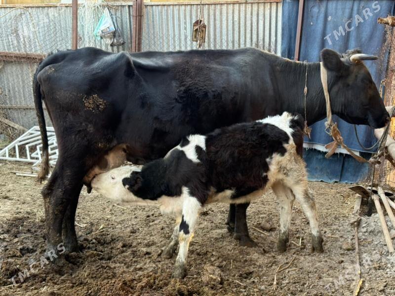 sygyrlar - Büzmeýin - img 1