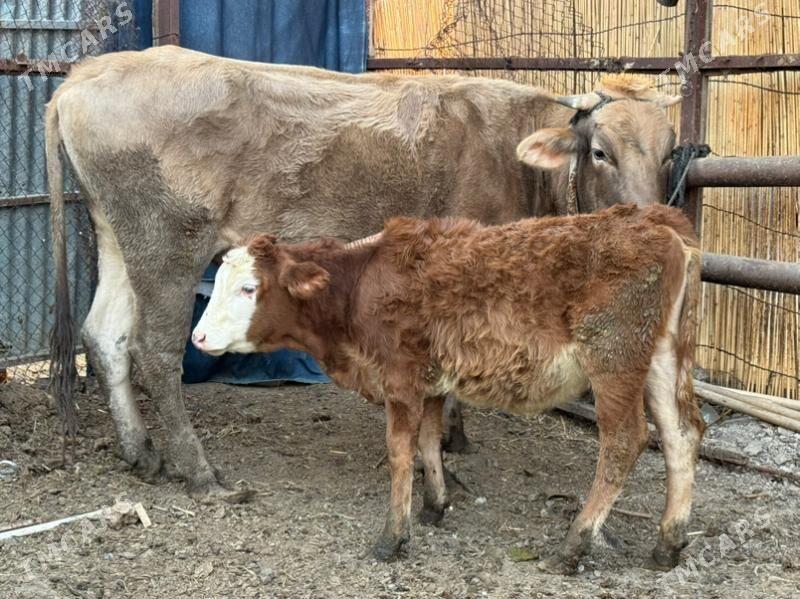 sygyrlar - Büzmeýin - img 10