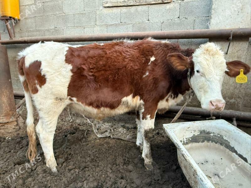 sygyrlar - Büzmeýin - img 9