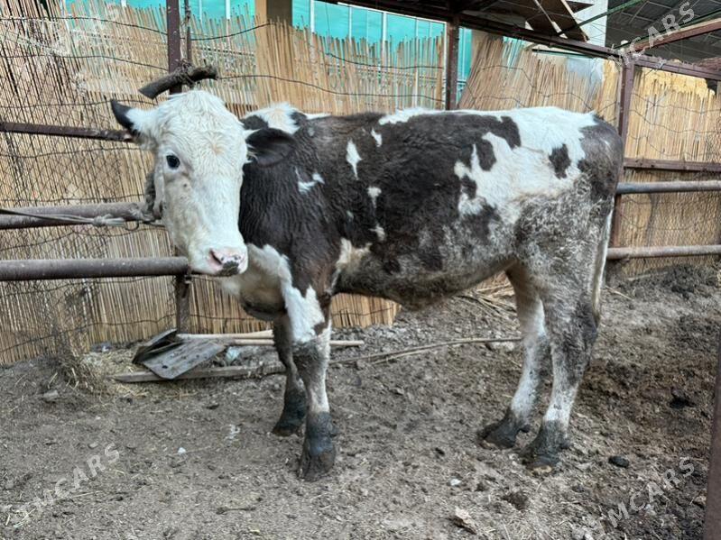 sygyrlar - Büzmeýin - img 7