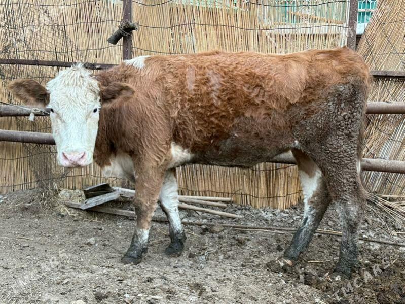 sygyrlar - Büzmeýin - img 8