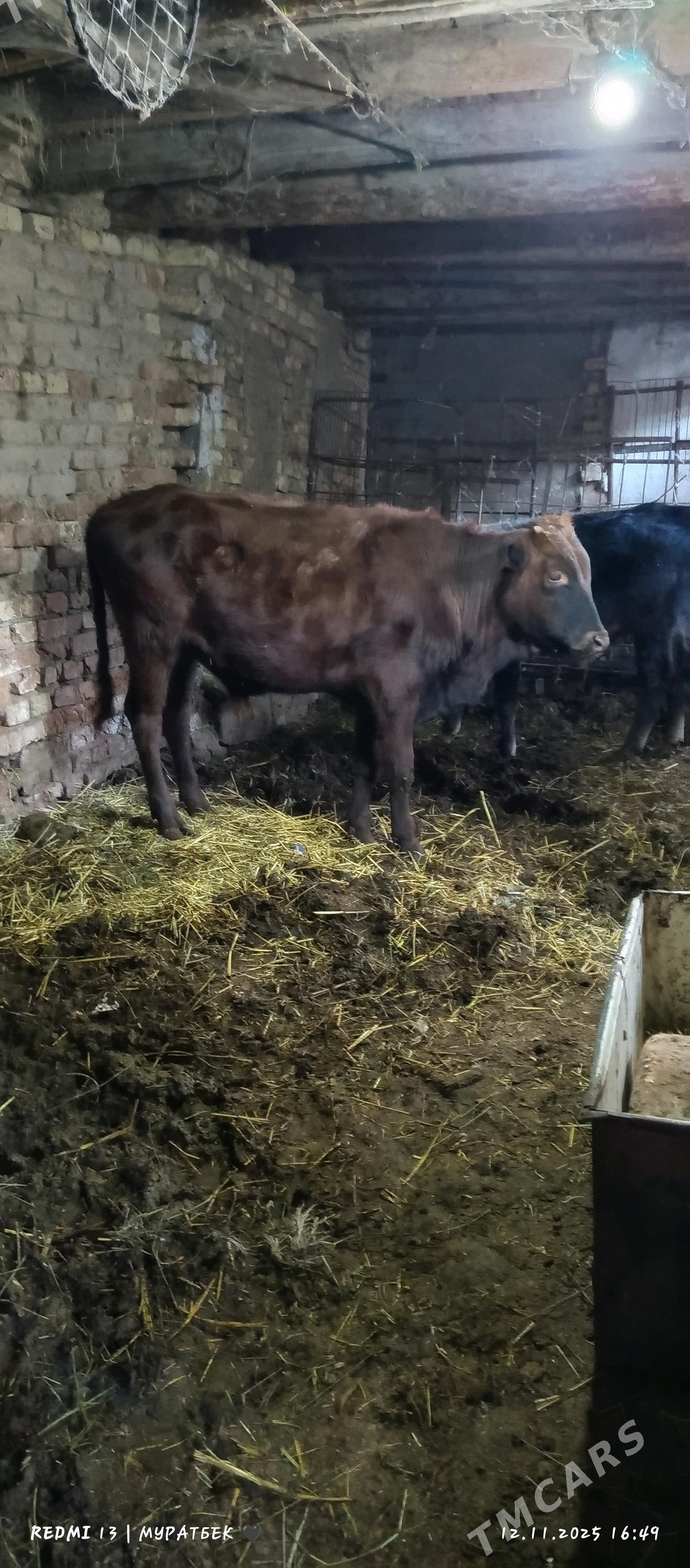 2 sany öküz - Туркменабат - img 6