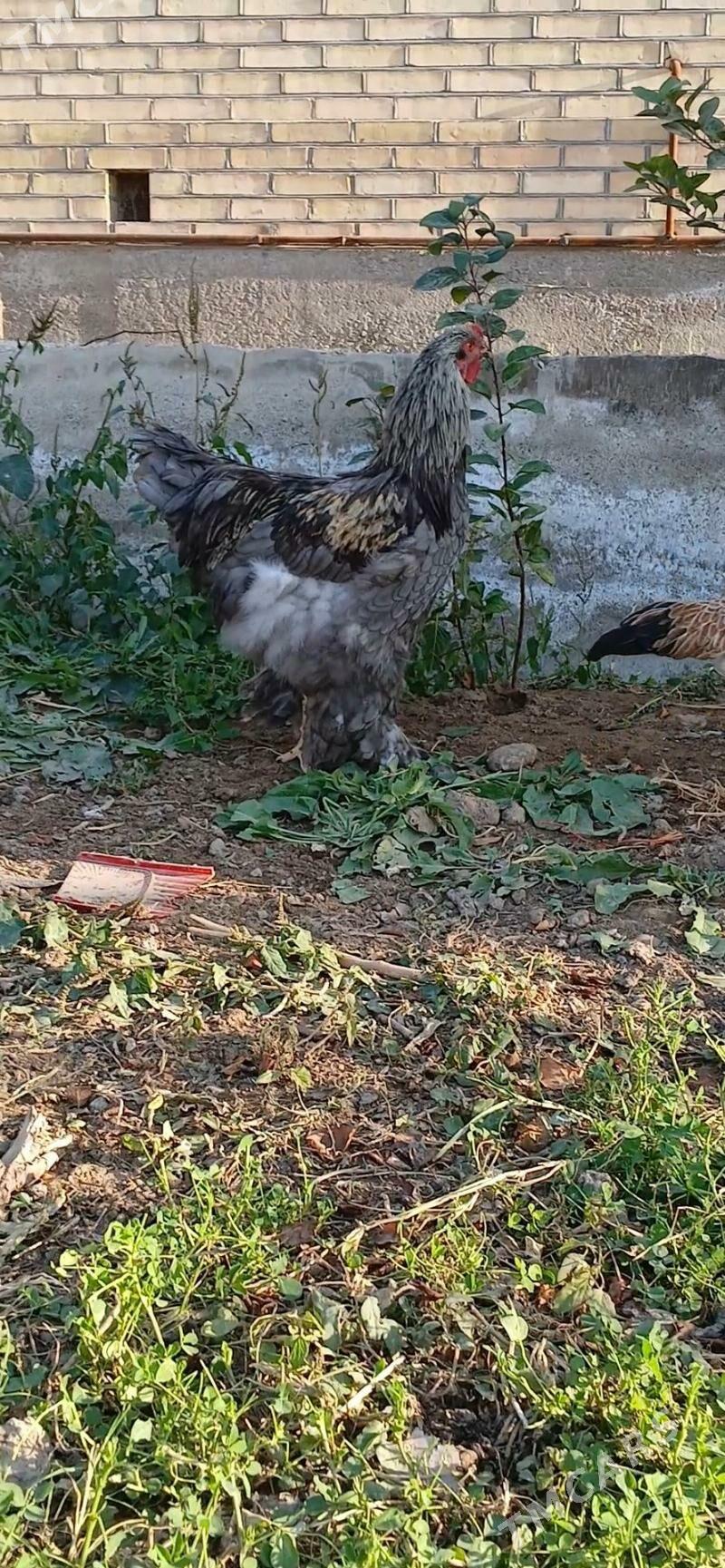 byrama - Мары - img 3