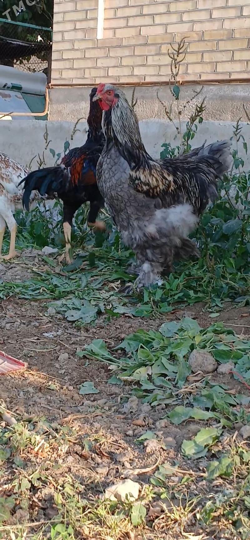 byrama - Мары - img 4